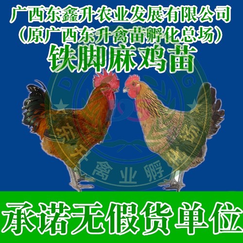 南宁 铁脚麻鸡苗，青脚麻鸡苗——承诺无假货单位