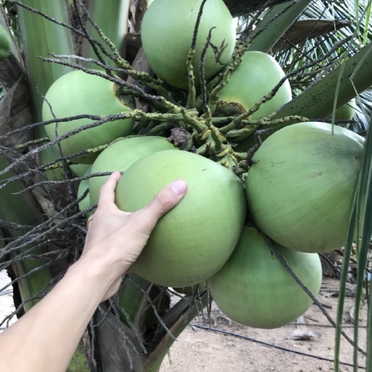 文昌市椰子苗  优质矮种香水椰苗（三年开花四年挂果）文昌培育基