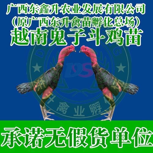 南宁 斗鸡苗——承诺无假货单位