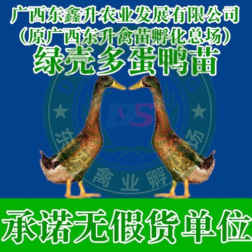 南宁 蛋鸭苗——承诺无假货单位