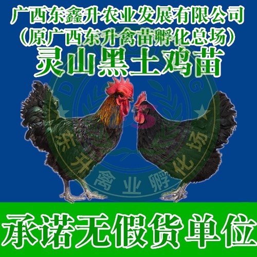 南宁 黑鸡苗——承诺无假货单位