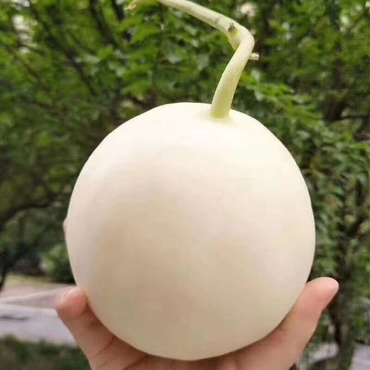 西安 阎良白皮红肉甜瓜，精品新鲜现摘香瓜