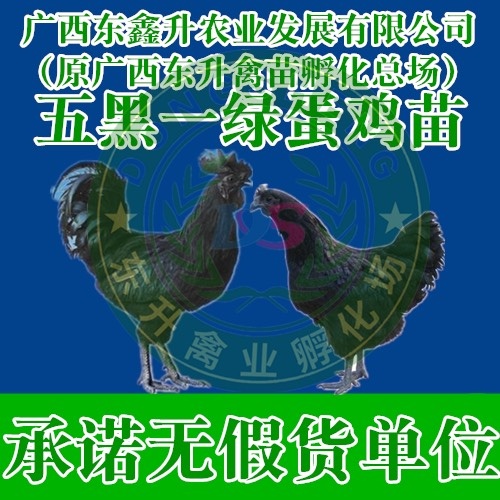 南宁 五黑一绿鸡苗——承诺无假货单位