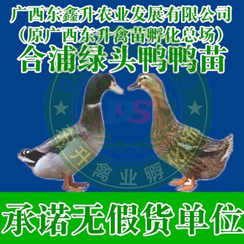南宁 杂交鸭苗——承诺无假货单位