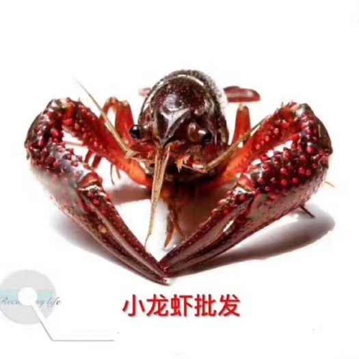 海丰县 清山绿水小龙虾
