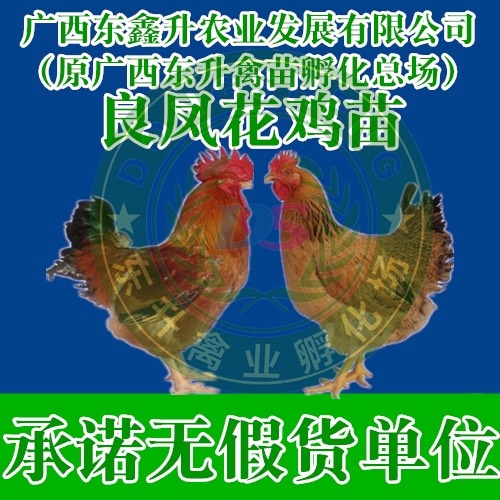 南宁 良凤花鸡苗——专业孵化20年