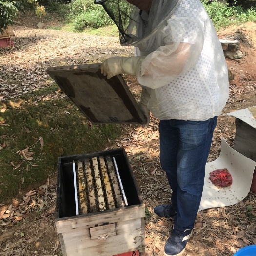 宁德 宁德蜜蜂出售，中华蜜蜂出售