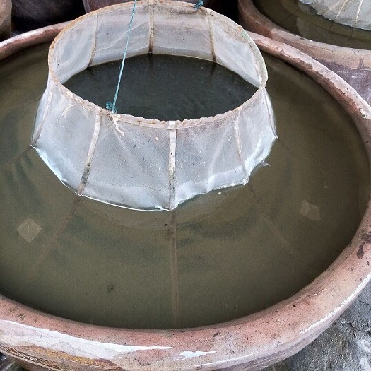 黄冈 草鱼水花7块钱一万，供应足，品质好