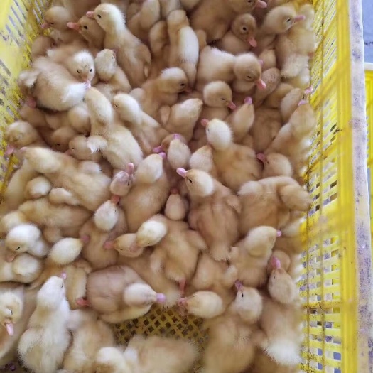 南宁桂柳鸭苗