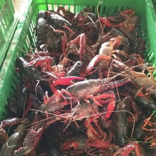 洪湖市 小龙虾 潜江小龙虾 洪湖小龙虾 硬9以上