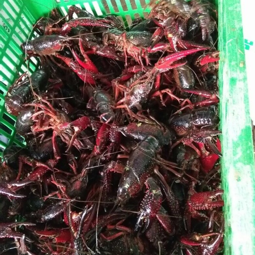 仙桃市 小龙虾 潜江小龙虾 洪湖小龙虾 硬456规格