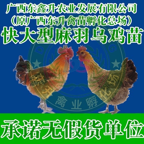 南宁 快大型麻羽乌鸡苗——承诺无假货单位