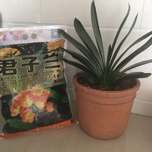 大连君子兰专用花土