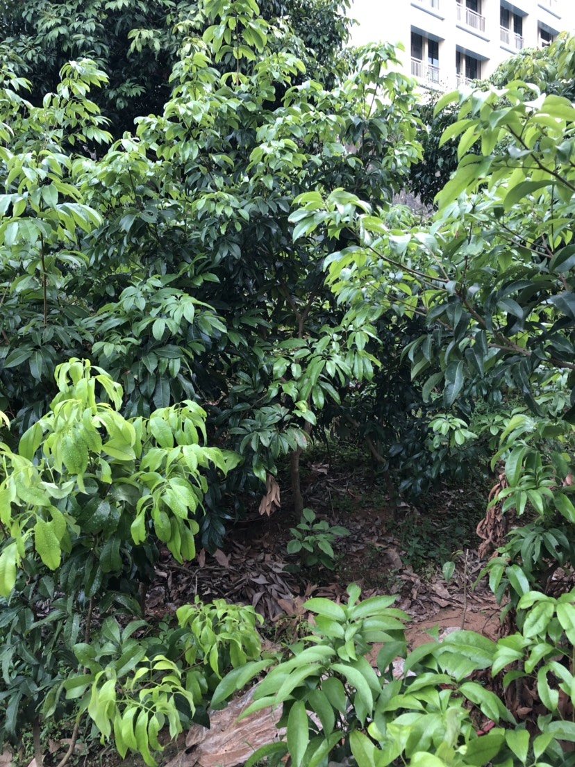 广州仙进奉茘枝 仙进奉