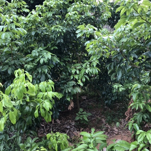 仙进奉茘枝 仙进奉
