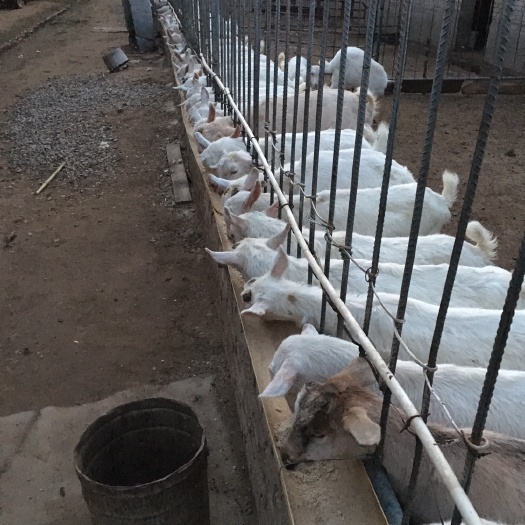 礼泉县萨能奶山羊 30-50斤