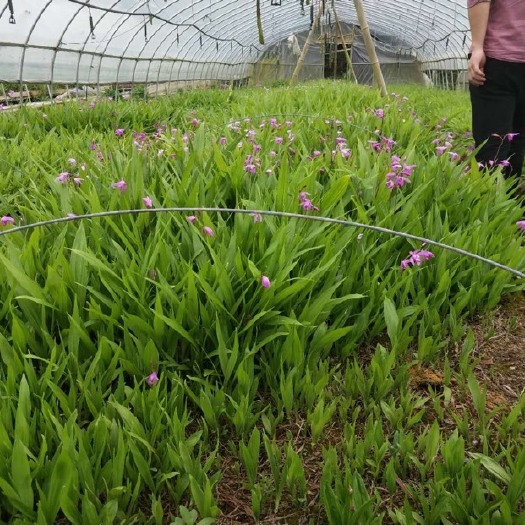 杭州紫花白芨苗