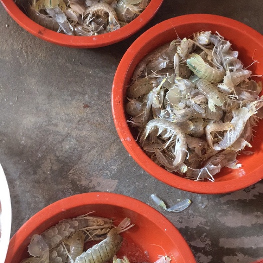 莆田皮皮虾