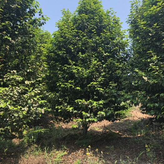 高县 茶花