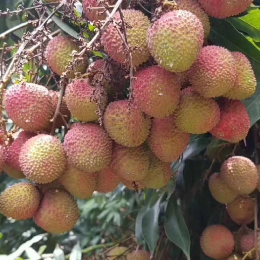 阳西县妃子笑荔枝 白糖罂，妃子笑，月中大量现货供应