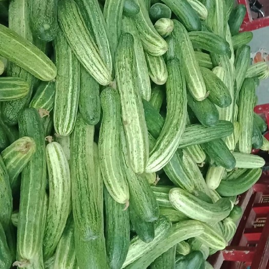 重庆市燕白黄瓜 货好价美