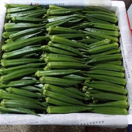 漳州福建龙海黄秋葵大量上市，质量保证
