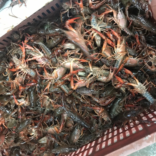 小龙虾  湖北优质稻田小青   现货直发 无存货
