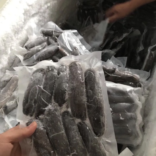湛江 硇州天然海参