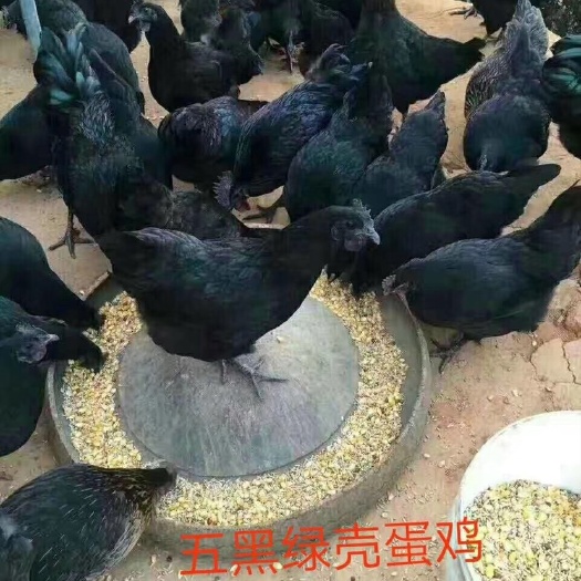 南宁绿壳蛋鸡苗