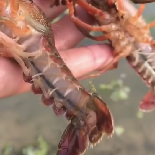 霍邱县 大量出售各种规格小龙虾