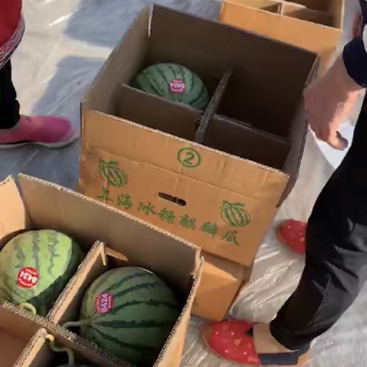 东台市黑美人西瓜 8424