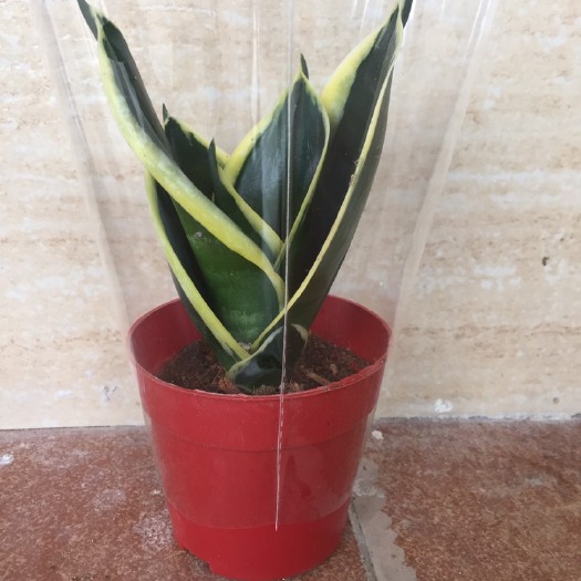 漳州虎皮兰  黄金哈尼虎 皮兰，绿色哈尼，荷花兰一件40盆