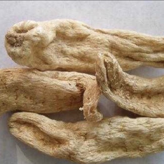 丹凤县 秦岭东南丹凤天麻
