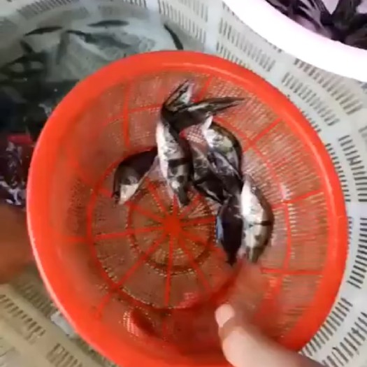 广州 桂花鱼苗