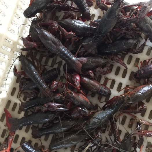 武穴市 各种规格小龙虾大量有货，规格硬，价格实惠