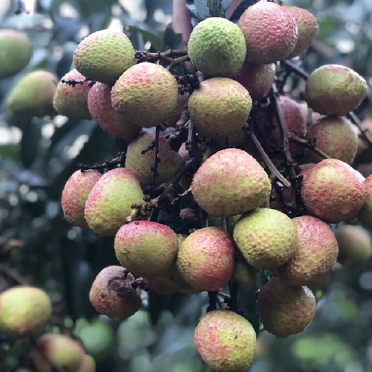 灵山县三月红荔枝苗 荔枝嫁接苗三月红
