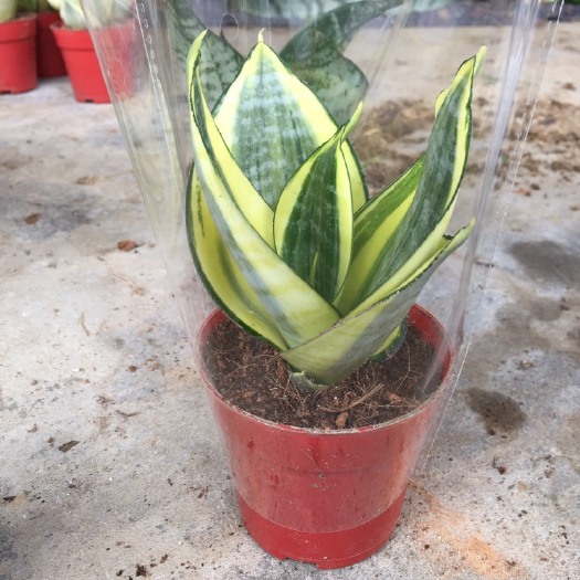 漳州虎皮兰 黄金哈尼，一件40盆