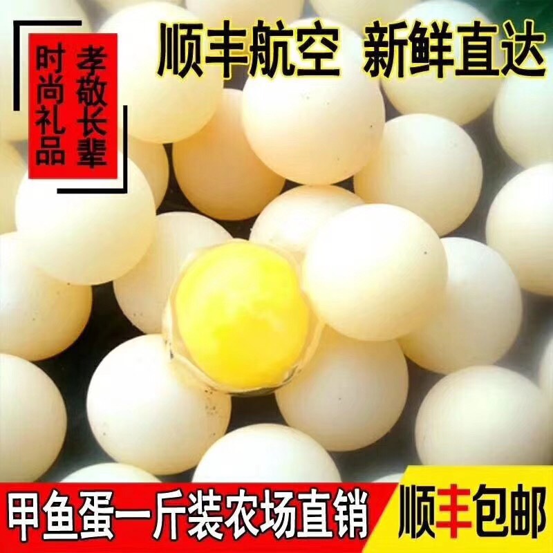 南京 甲鱼蛋，中华鳖蛋，优质自产有精无精蛋