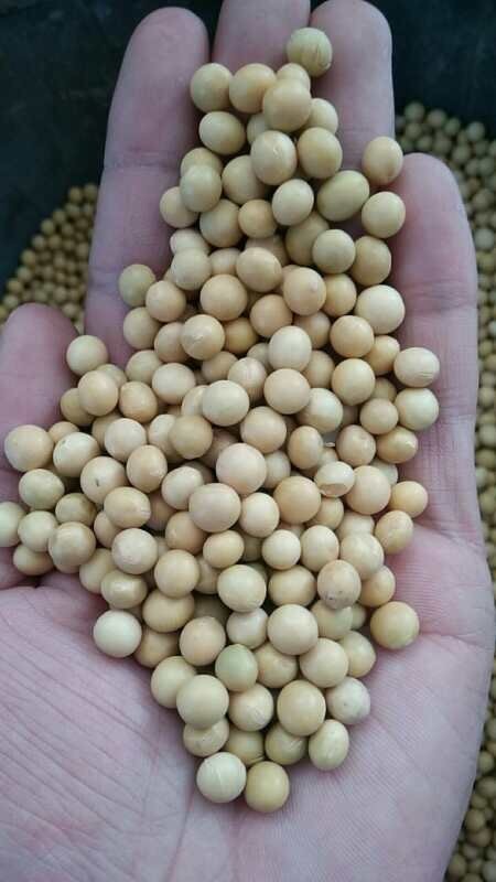 莫旗黄大豆 各种规格种类都有，价格详谈，可长期供应