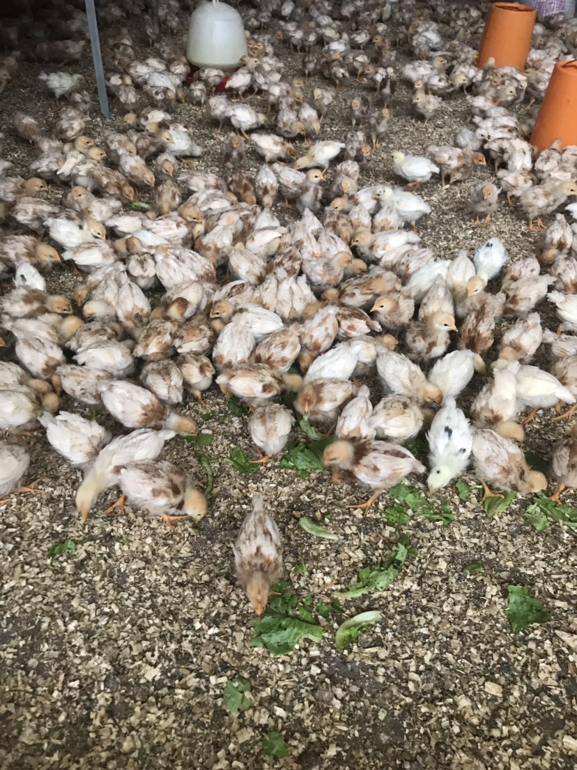  海兰褐高产蛋鸡苗 常年有脱温苗供应包疫苗运输死包赔包技术指