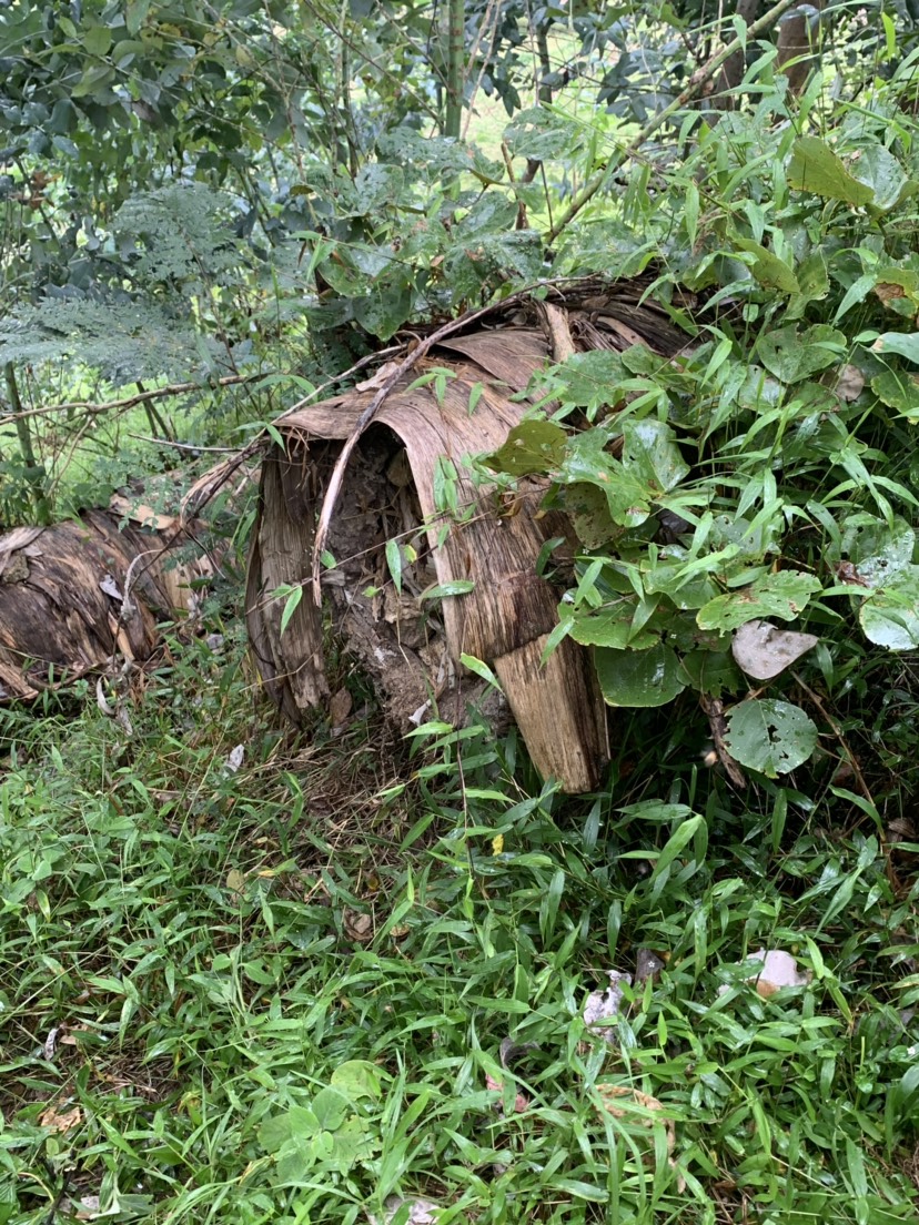  纯土蜂蜜，安全无人工添加