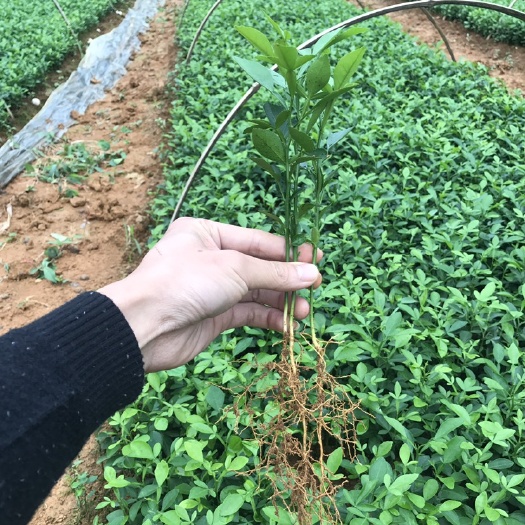 阳朔县枳橙苗 0.5米以下 杂交苗