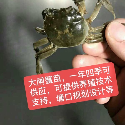 南京 3千亩养殖基地直供优质大闸蟹蟹苗，包成活，提供养殖技术