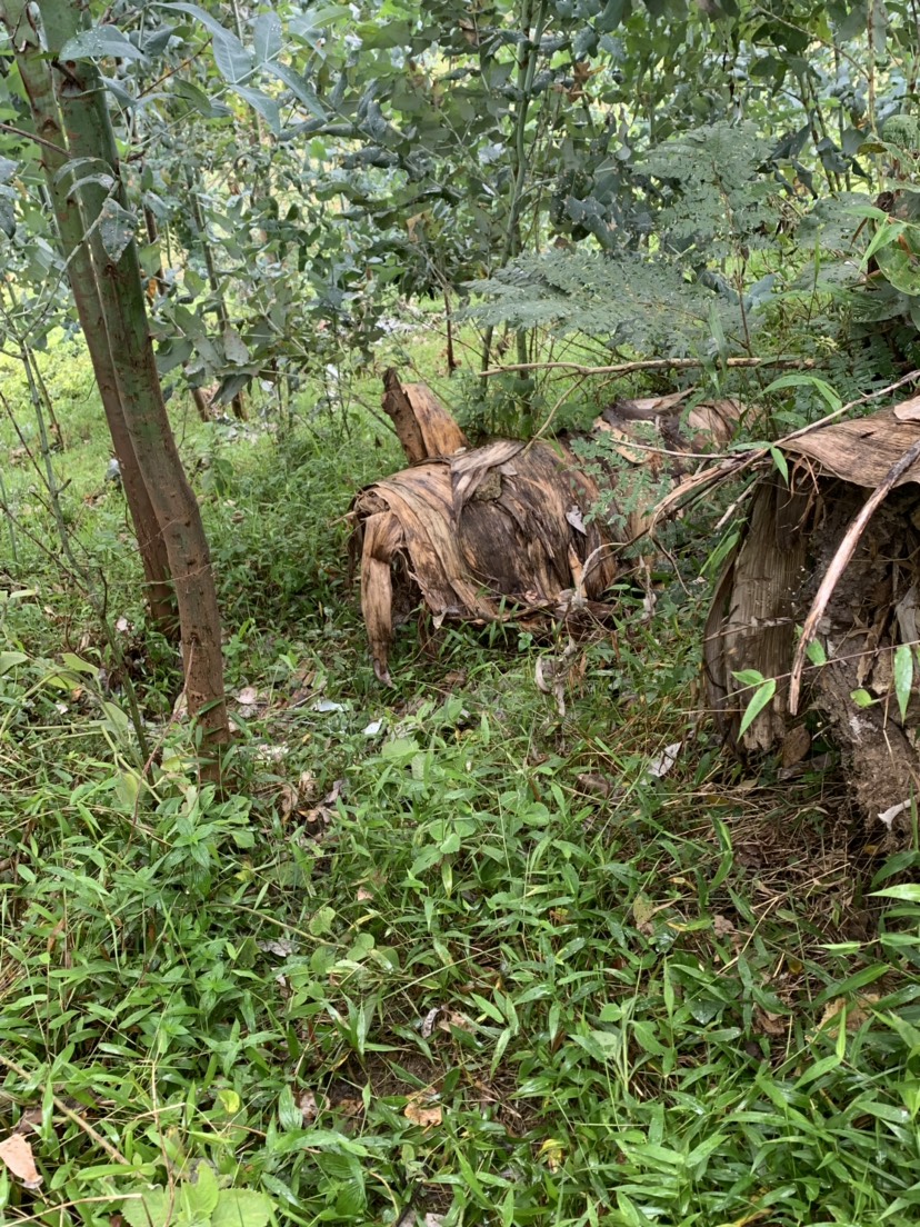  纯土蜂蜜，安全无人工添加