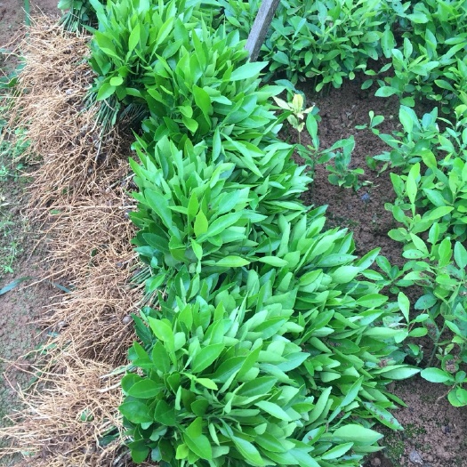 阳朔县香橙苗  香橙小苗，香橙奶苗，香橙实生苗