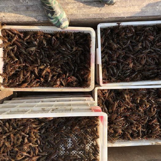全椒县 清水活水龙虾养殖小龙虾鲜活虾苗各种规格龙虾大田亩养殖
