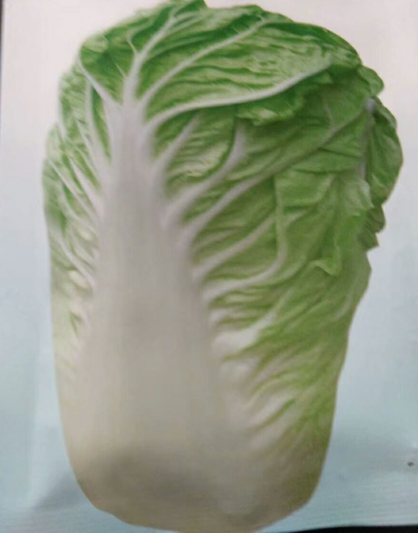 白菜种子 目前最耐热白菜，品质好。