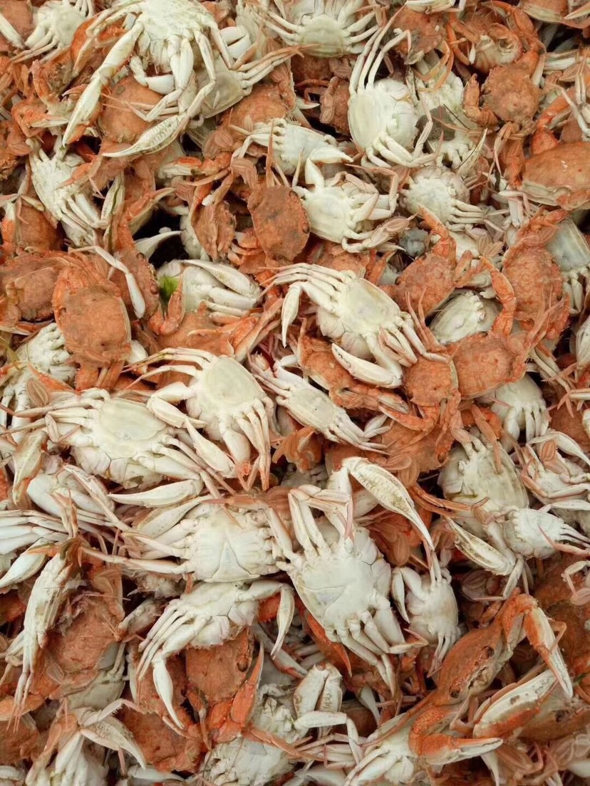 滨州赤甲红蟹 小螃蟹 麻辣蟹原料 螃蟹 珍珠蟹 一元蟹