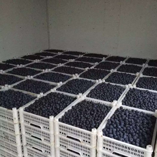 蓝丰蓝莓 鲜果 12 - 14mm以上