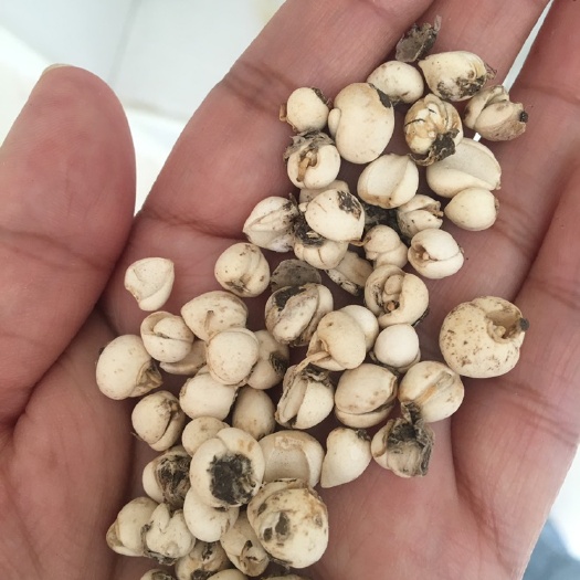 茂县 贝母
